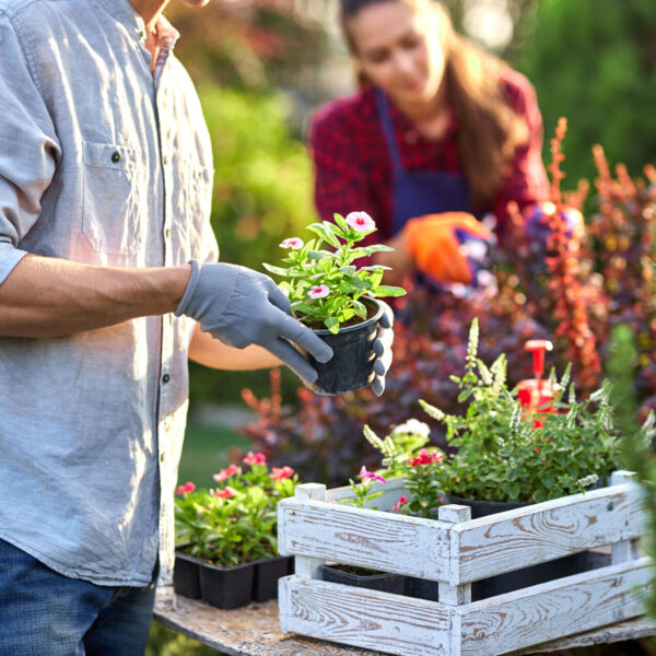 Guy gardener in garden gloves puts the pots with seedlings in the white wooden box on the table and a girl prunes plants in the wonderful nursery-garden on a sunny day. .