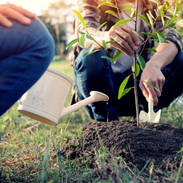young man gardener, planting tree in garden, gardening and watering plants.